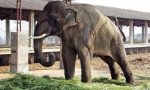 A 14-year-old elephant Sunder stands chained outside a poultry shed in Kolhapur, Maharashtra