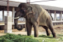 A 14-year-old elephant Sunder stands chained outside a poultry shed in Kolhapur, Maharashtra