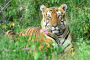 Cats in the wild - Reserves in M.P, Odisha, Chhattisgarh