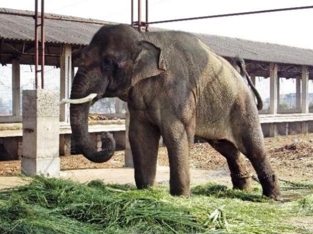 A 14-year-old elephant Sunder stands chained outside a poultry shed in Kolhapur, Maharashtra