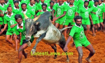 Jallikattu Game