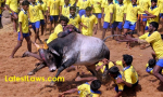 Jallikattu