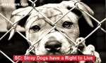 Society deserves to show compassion towards stray dogs