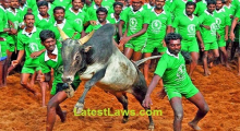 Jallikattu Game