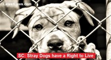 Society deserves to show compassion towards stray dogs
