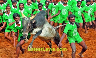 Jallikattu Game