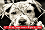 Society deserves to show compassion towards stray dogs