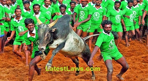 Jallikattu Game