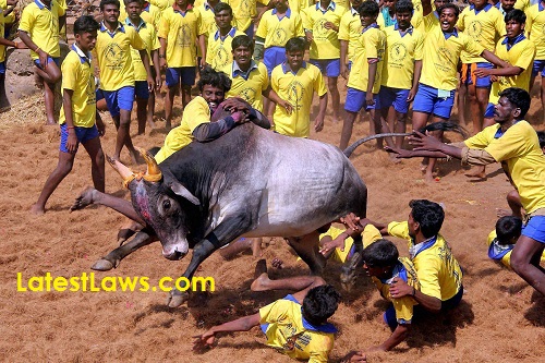 Jallikattu