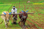 Small Farmers, Pic courtsey Wikipedia