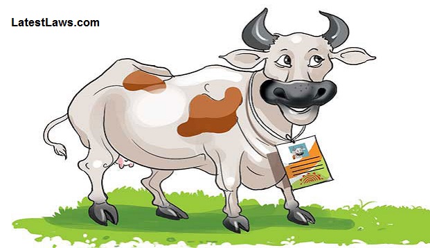 Aadhaar for Cows