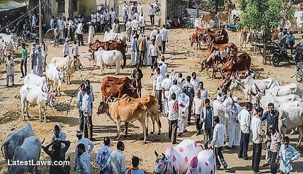 Cattle Sale & Animal Markets