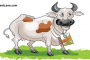 Cow