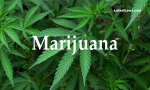 Marijuana