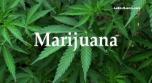 Marijuana
