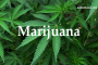 Marijuana