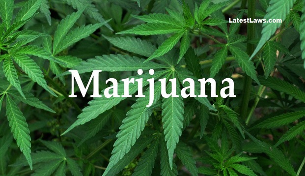 Marijuana