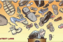 Shoe Hurled