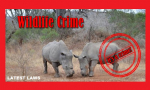 Wildlife Crimes