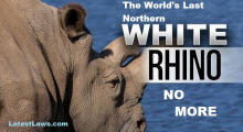 Kenya had 20,000 rhinos in the 1970s, falling to 400 in the 1990s