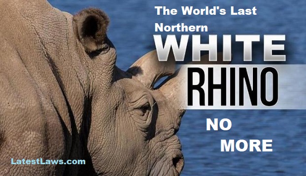 Kenya had 20,000 rhinos in the 1970s, falling to 400 in the 1990s