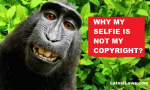 Monkey selfie Copyright row