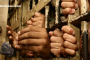 Overcrowding of Jails