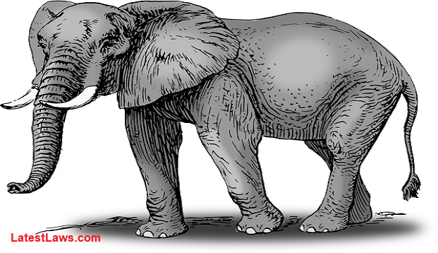 Elephant Tusks are Govt Property