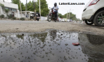 Mosquito Breeding in New Delhi Pic Source: Hindustan Times