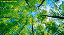 High Court directs two litigants to plant 100 Trees