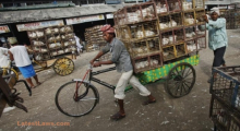 Slaughter in market