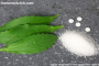 PureCircle versus SweeGen Battle between sweetener making companies turns bitter