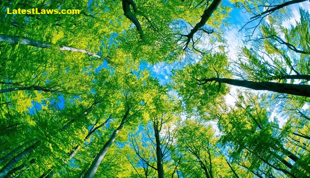 High Court directs two litigants to plant 100 Trees