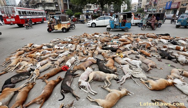 Mass Killing of Stray Dogs in Kerala