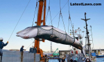 Killing the Whales