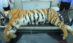 Tigress-Avni-Killing