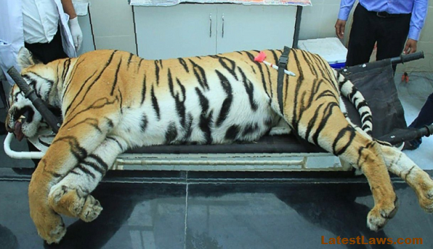 Tigress-Avni-Killing