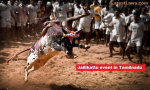Jallikattu in Tamilnadu