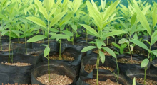 Tree Plantation