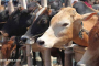 Cow Slaughtering