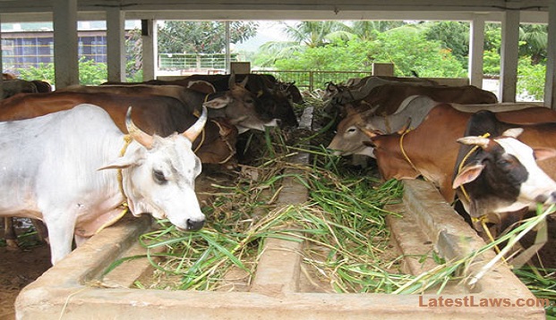 Cow Dung Theft Case