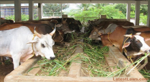 Cow Dung Theft Case