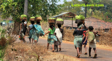 Forest Dwellers