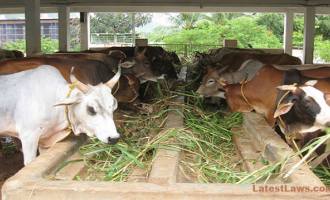 Cow Dung Theft Case
