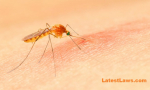 Mosquito Bite