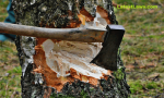 Unauthorized Tree Cutting