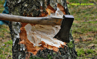 Unauthorized Tree Cutting