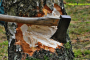 Unauthorized Tree Cutting