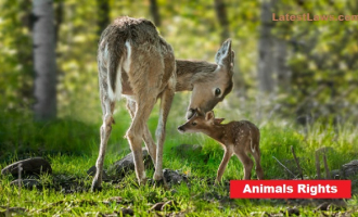 Animal Rights