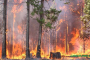 Forest Fire